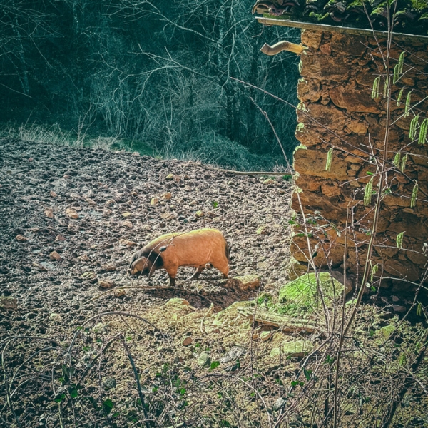 Immersion en Terroir Basque