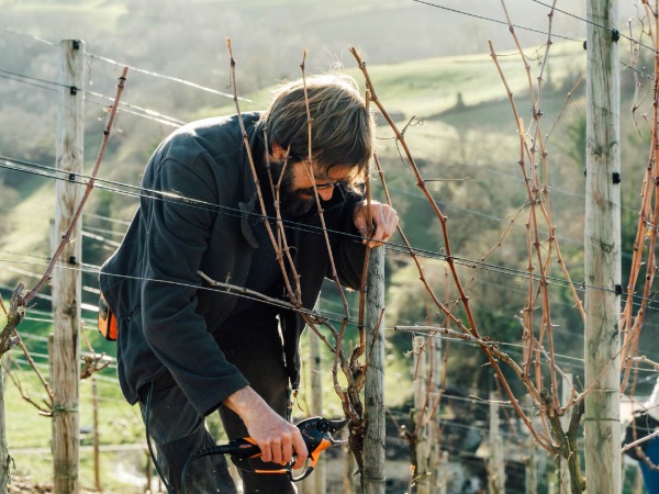 Offre d'emploi - Ouvrier viticole