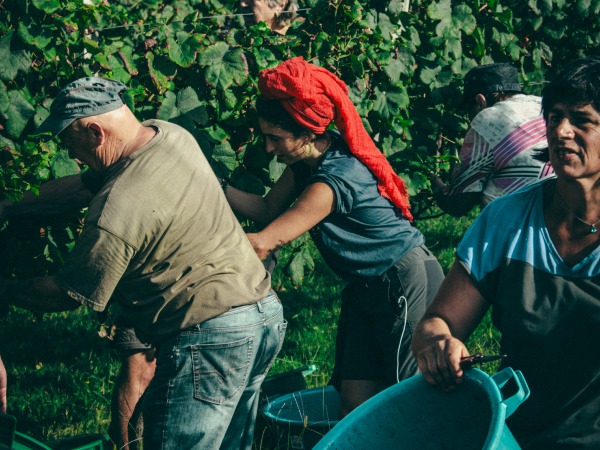 Bilan des vendanges 2025