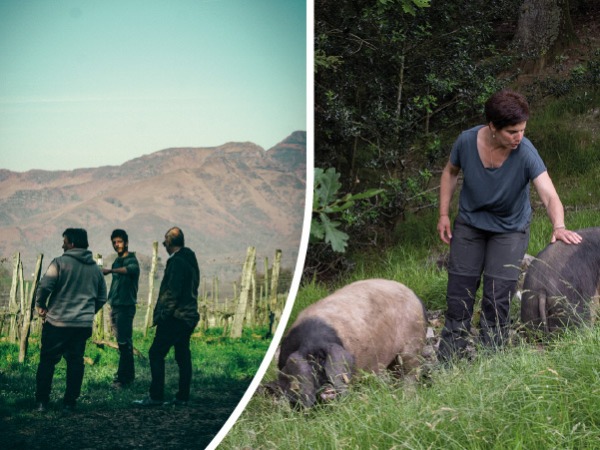 Immersion en terroir basque : une journée unique entre élevage Kintoa et vins d’Irouléguy