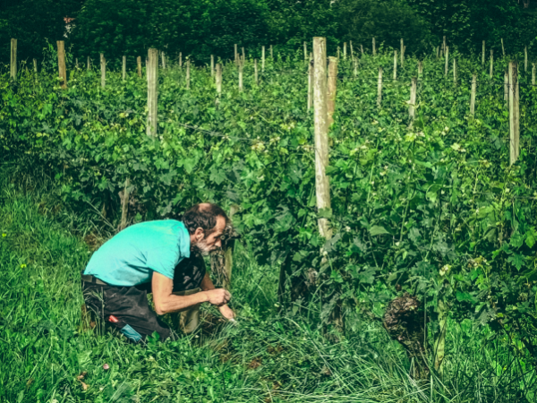 Offre d'emploi - Ouvrier viticole
